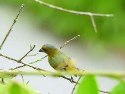 Euphonia chrysopasta Sclater, PL & Salvin 1869的圖片