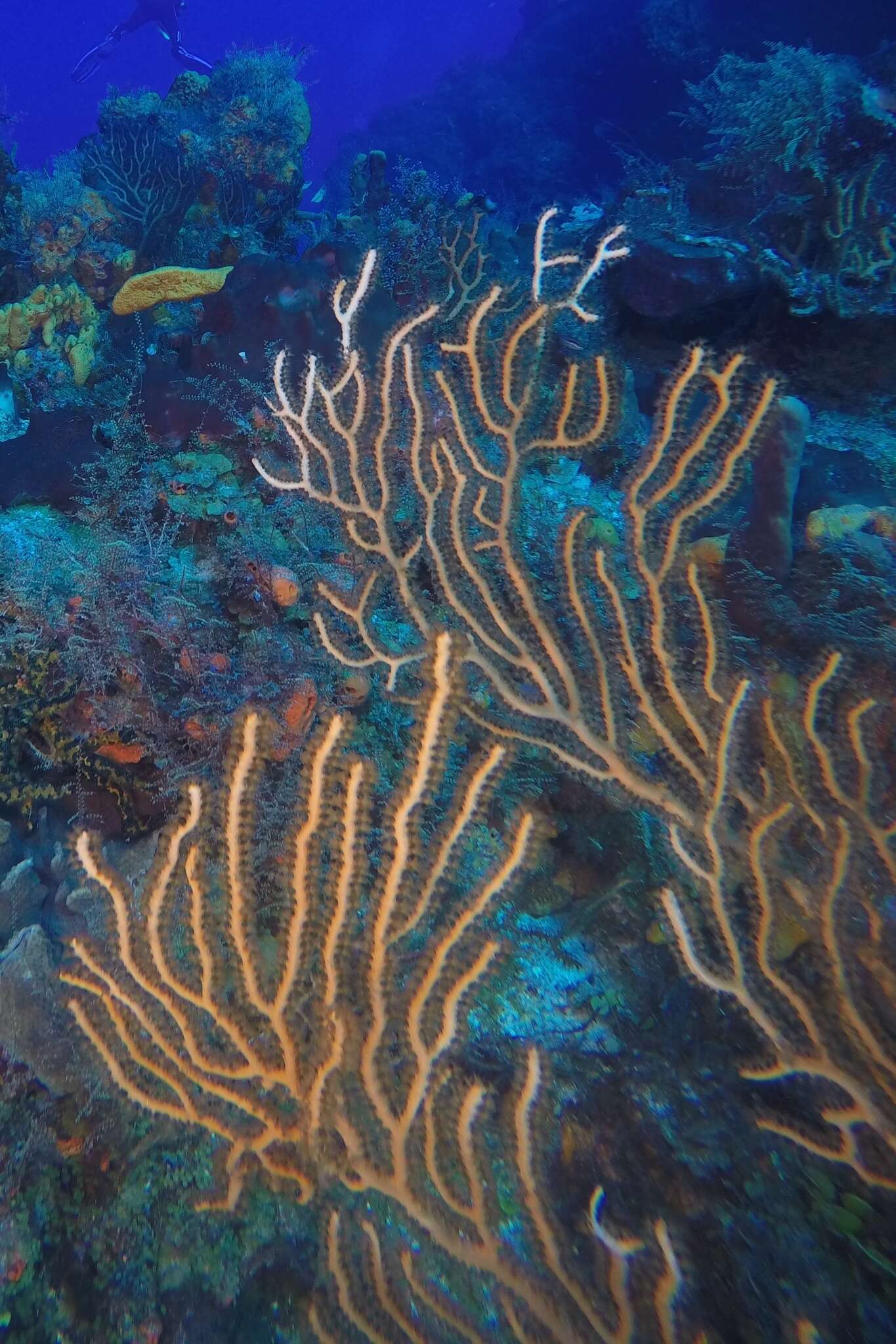 Image of Black Sea fan