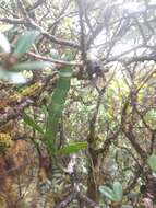Image of Kauai korthal mistletoe