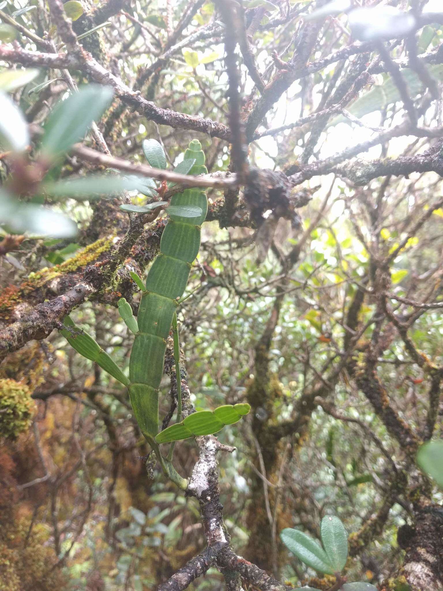 Image of Kauai korthal mistletoe