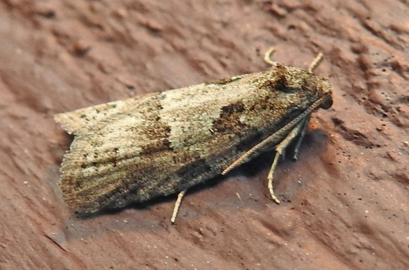 Слика од Cnephasia stephensiana Doubleday 1849