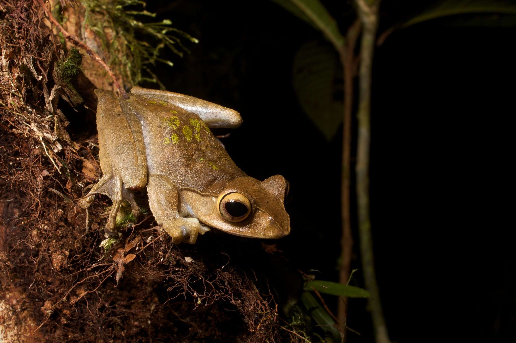 Image of Madagascar Bright-eyed Frog