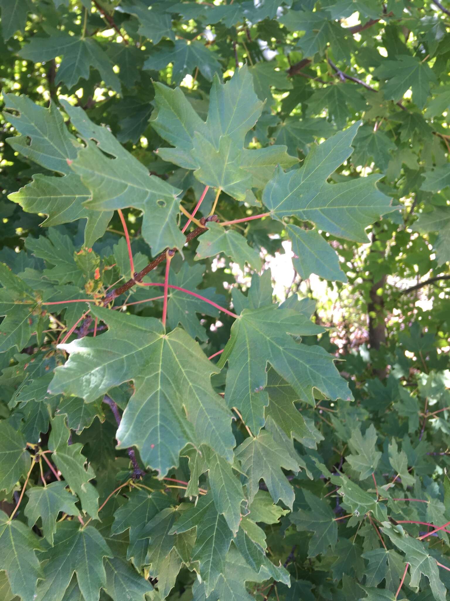 Image of Acer hyrcanum subsp. stevenii (Pojark.) E. Murray