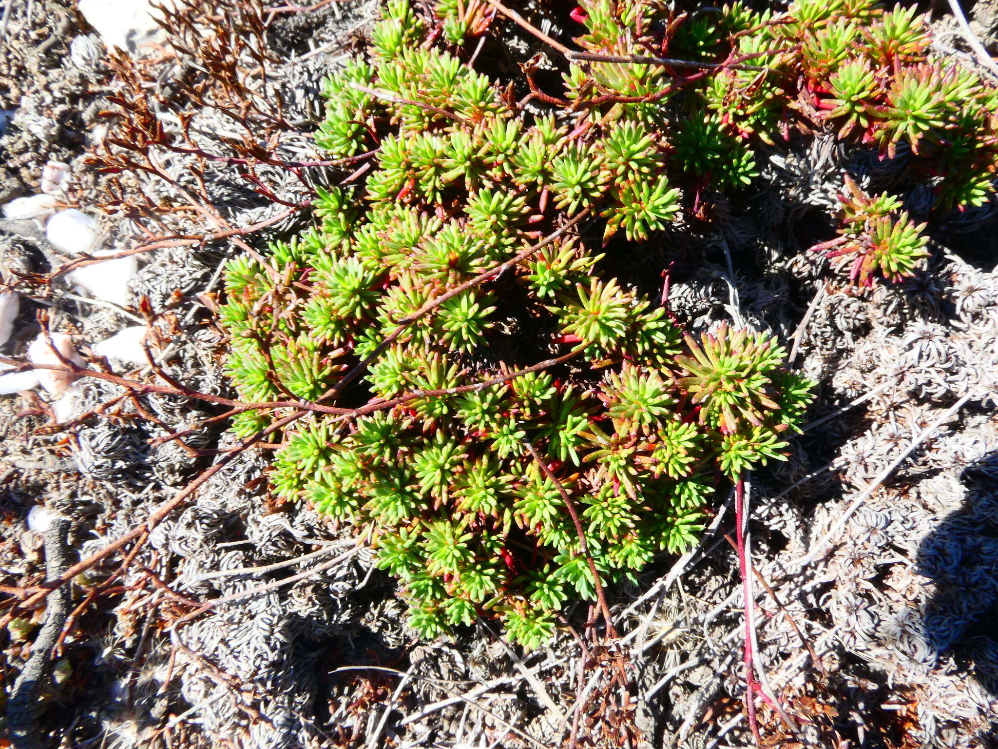 Image of Limonium kraussianum (Buchinger ex Boiss.) Kuntze