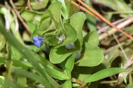 Image of blue waterhyssop