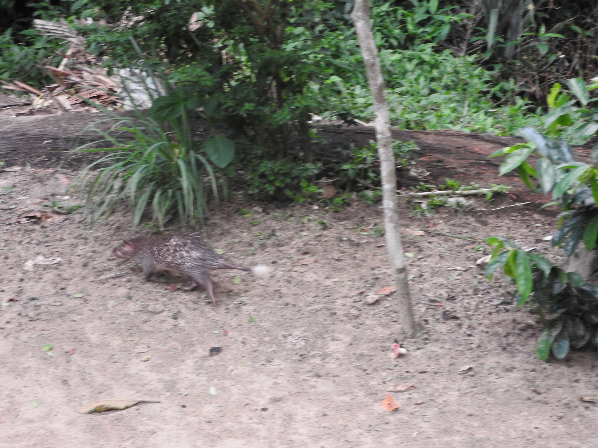 Image of Brush-tailed porcupine