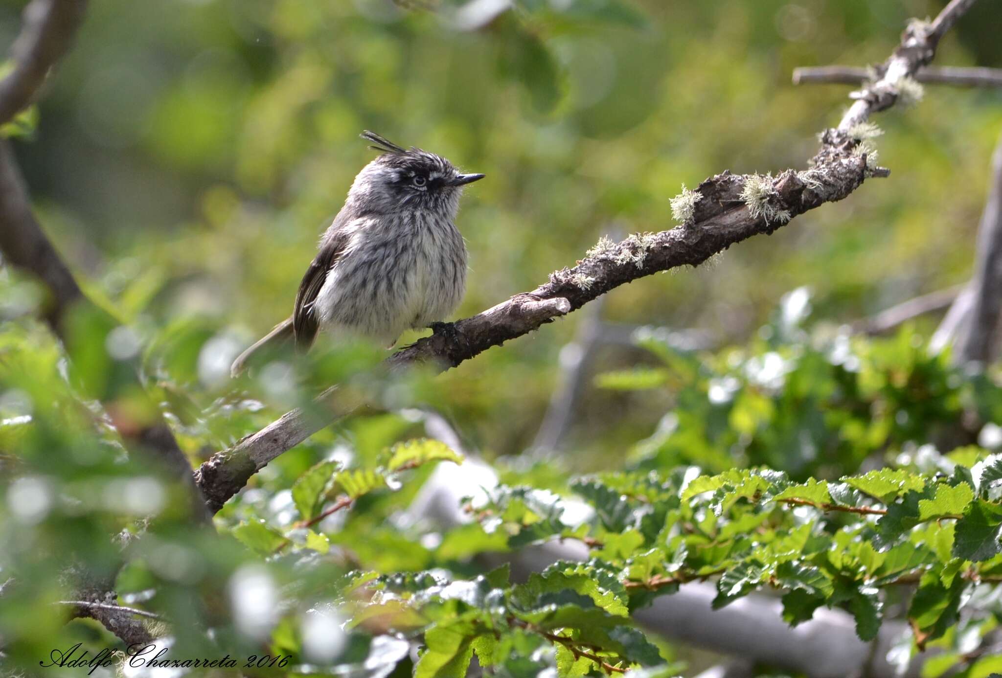 Image of Tufted Tit-Tyrant