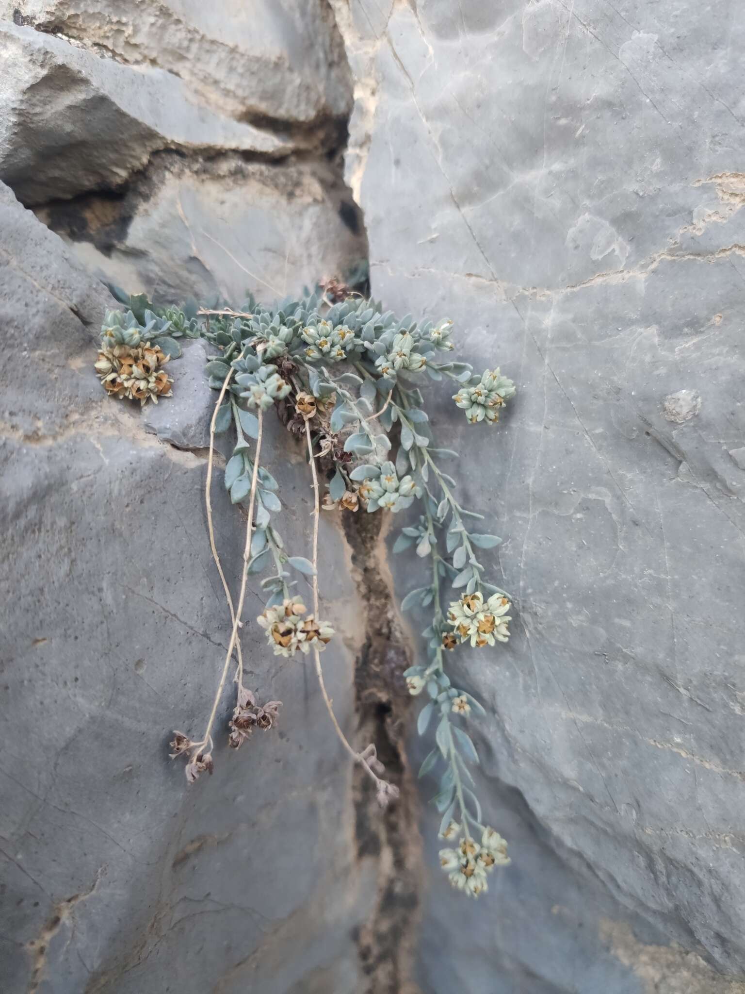 Plancia ëd Telephium sphaerospermum Boiss.