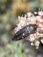 Image de Acmaeodera vandykei Fall 1899