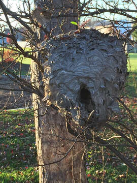 Image of Bald-faced Hornet