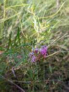 Image of Grevillea leiophylla F. Müll. ex Benth.