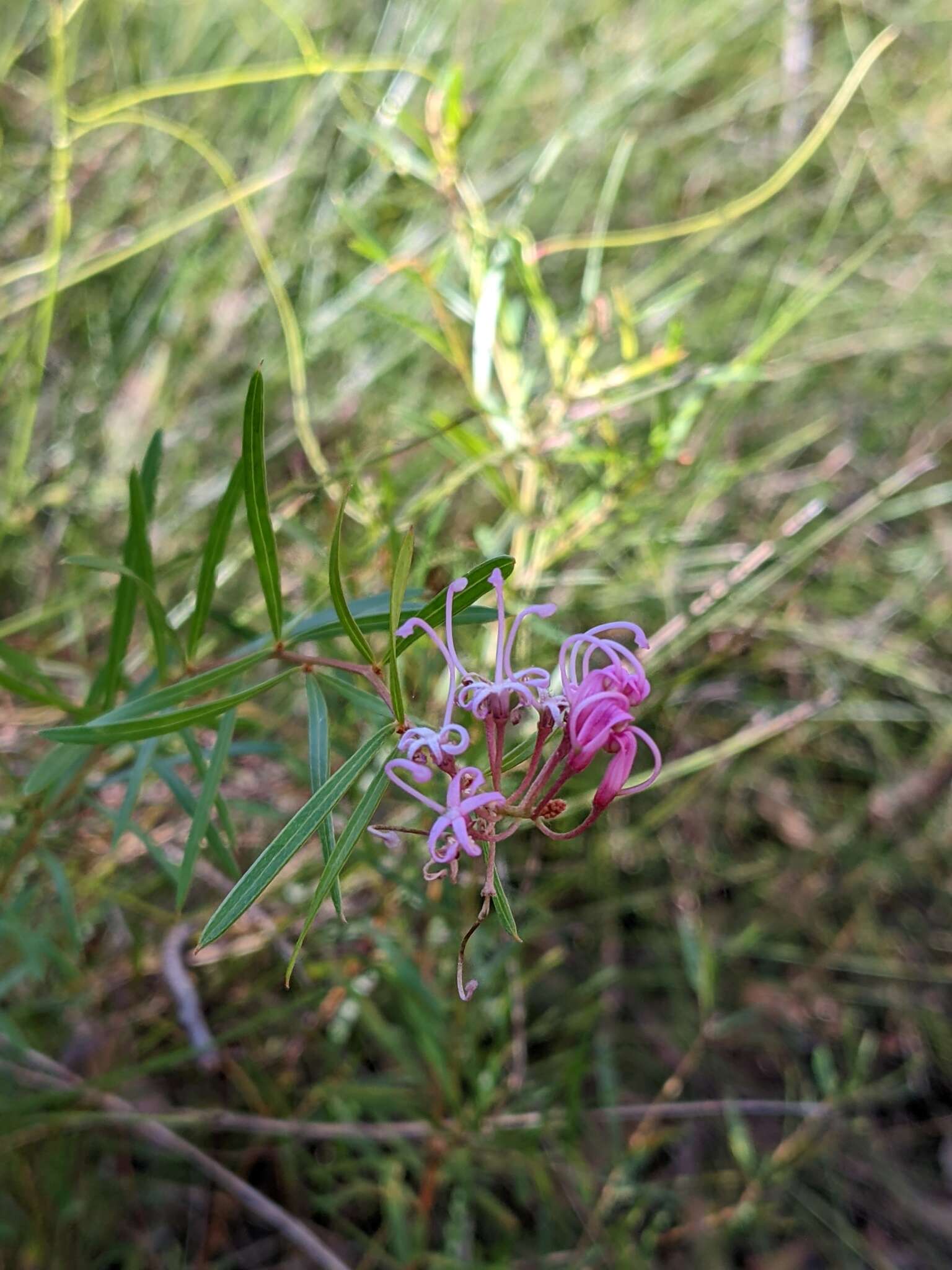 Image of Grevillea leiophylla F. Müll. ex Benth.