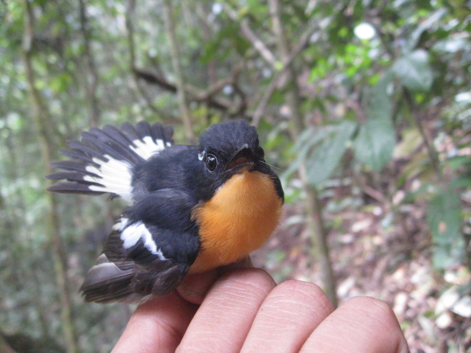 Image of Rufous-chested Flycatcher
