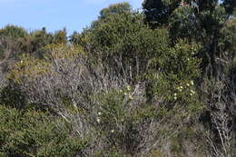 Image de Melaleuca squarrosa Donn