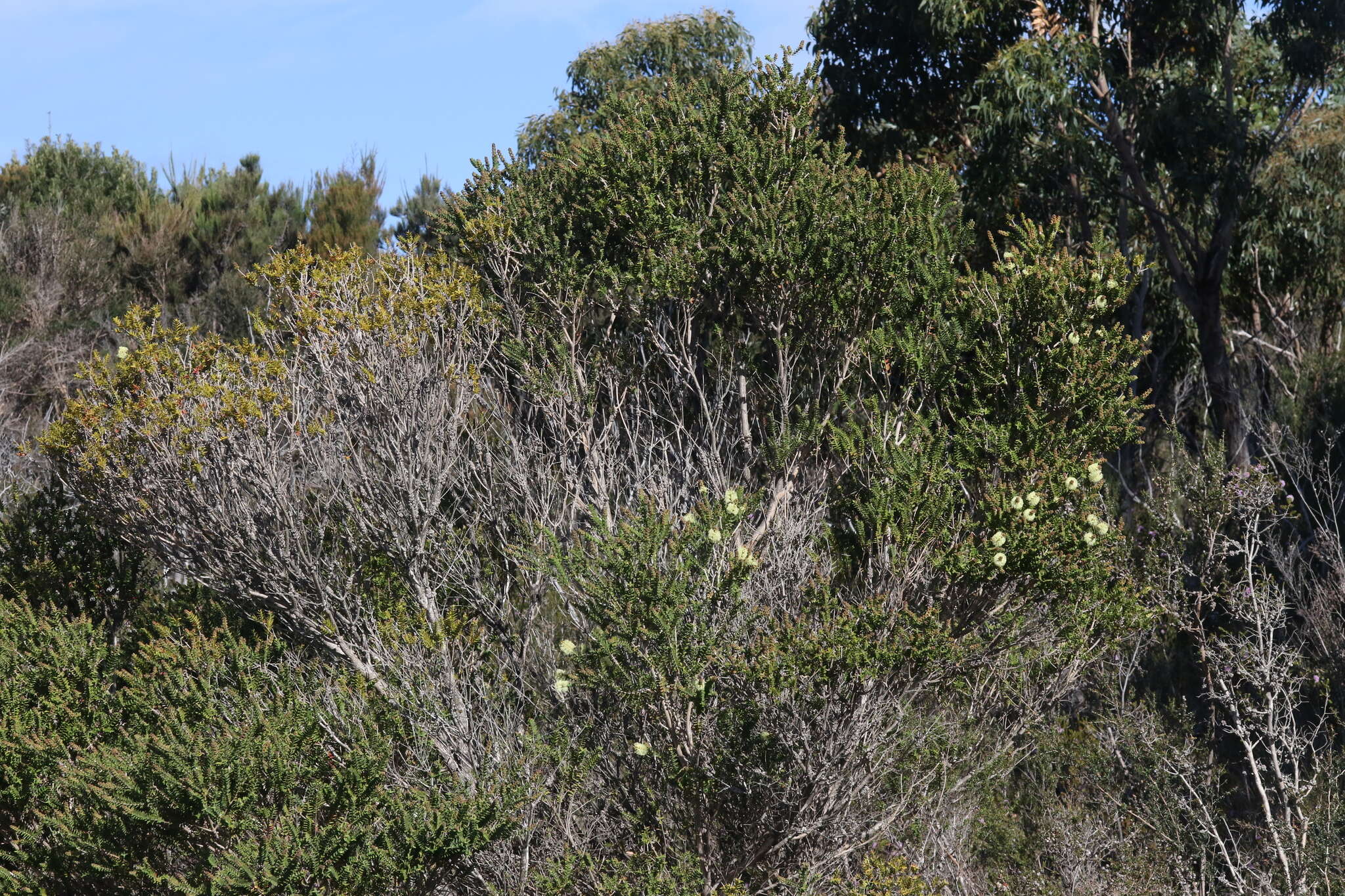 Image of bottlebrush teatree