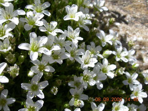 Image de Pseudocherleria imbricata (M. Bieb.) Dillenb. & Kadereit