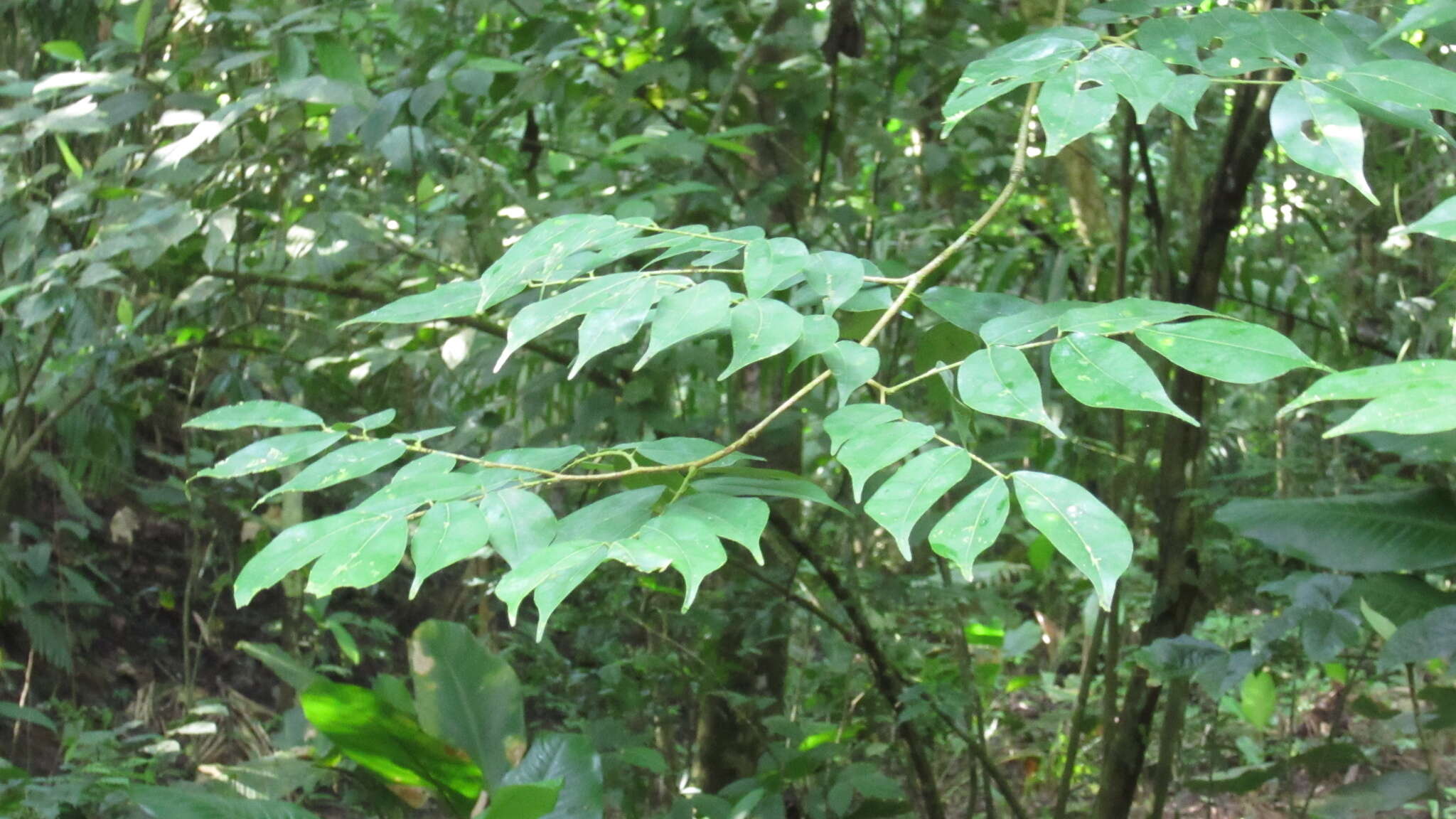 Image of Copaifera aromatica Dwyer