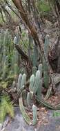 Image of Pilosocereus leucocephalus (Poselg.) Byles & G. D. Rowley