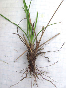 Image of fragrant flatsedge