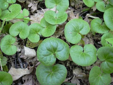 Image of European wild ginger