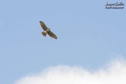 Imagem de Buteo albigula Philippi 1899