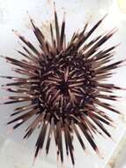 Image of Burrowing urchin