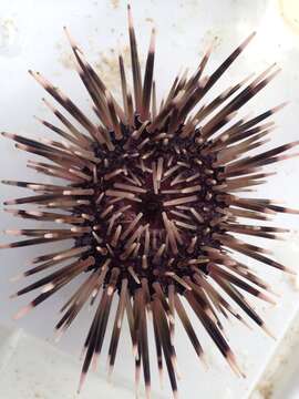 Image of Burrowing urchin