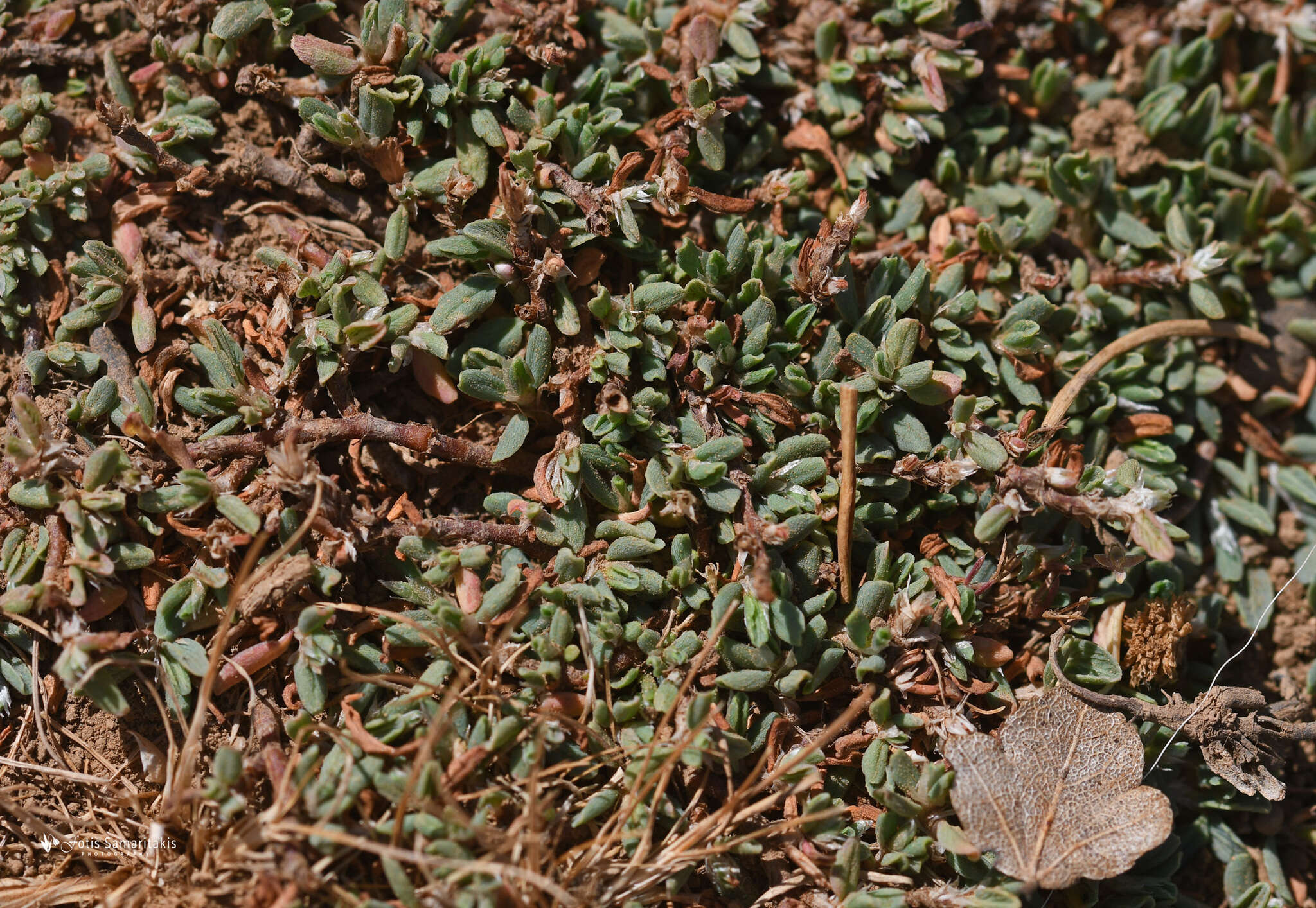 Image of Polygonum idaeum Hayek