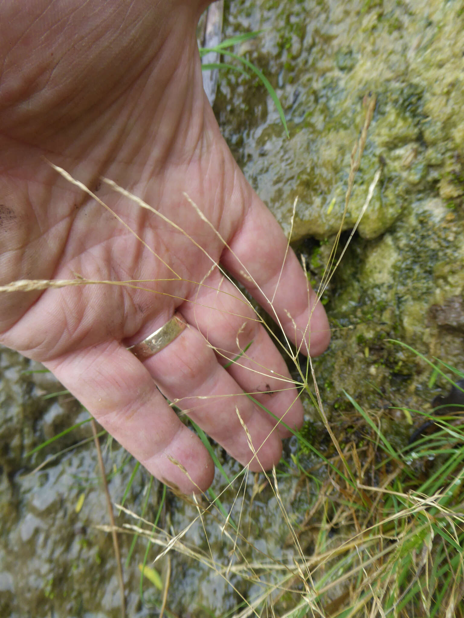 Sivun Lachnagrostis littoralis subsp. littoralis kuva