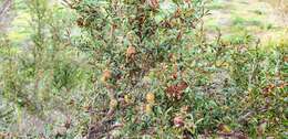 Sivun Leptospermum myrsinoides Schltdl. kuva