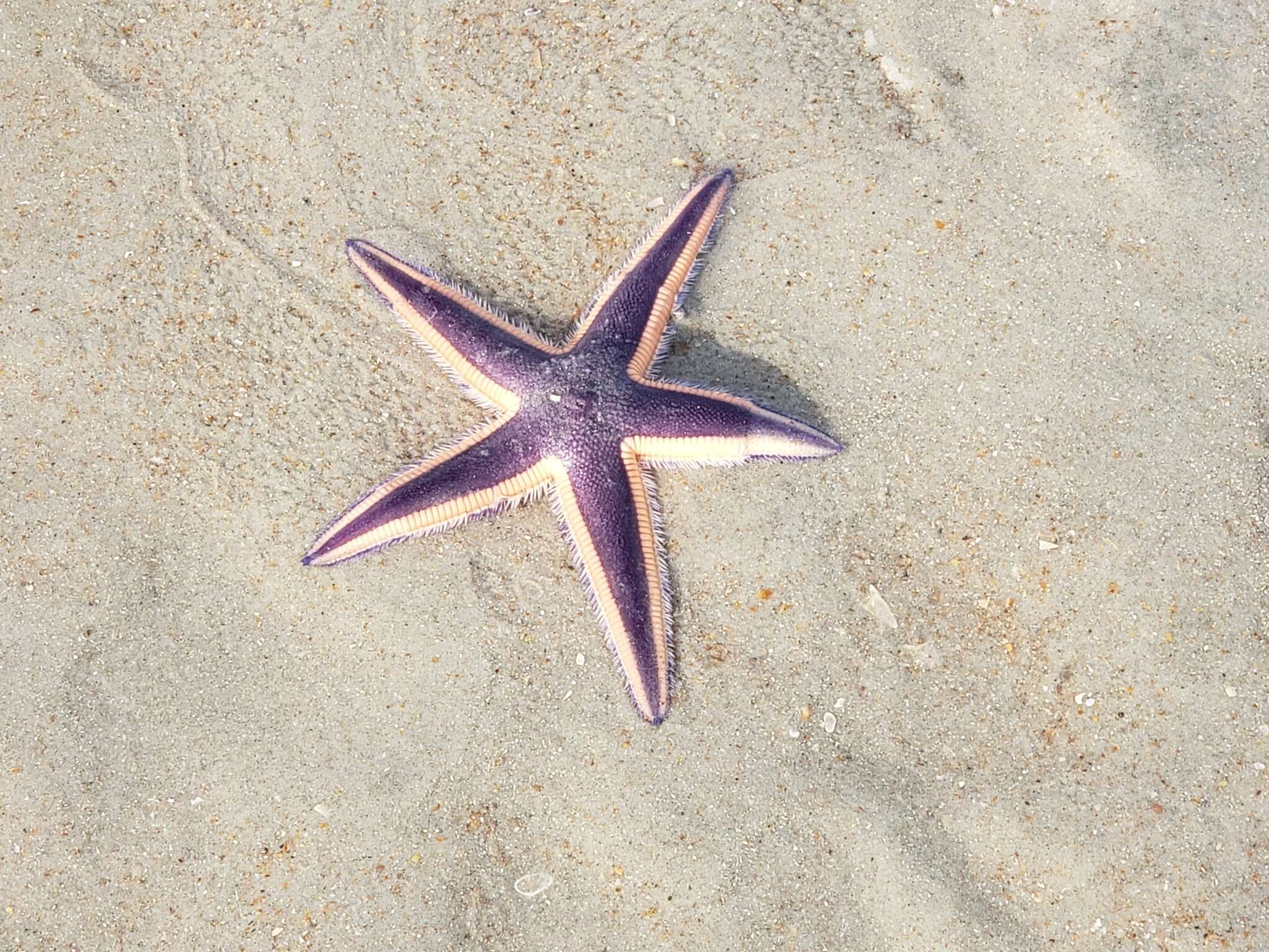 Image of Astropecten articulatus (Say 1825)