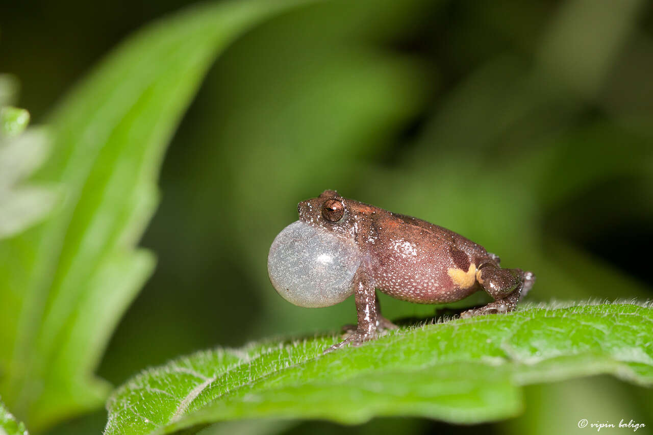 Image of Kudremukh bush frog