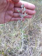 Image of Laennecia confusa (Cronq.) G. L. Nesom