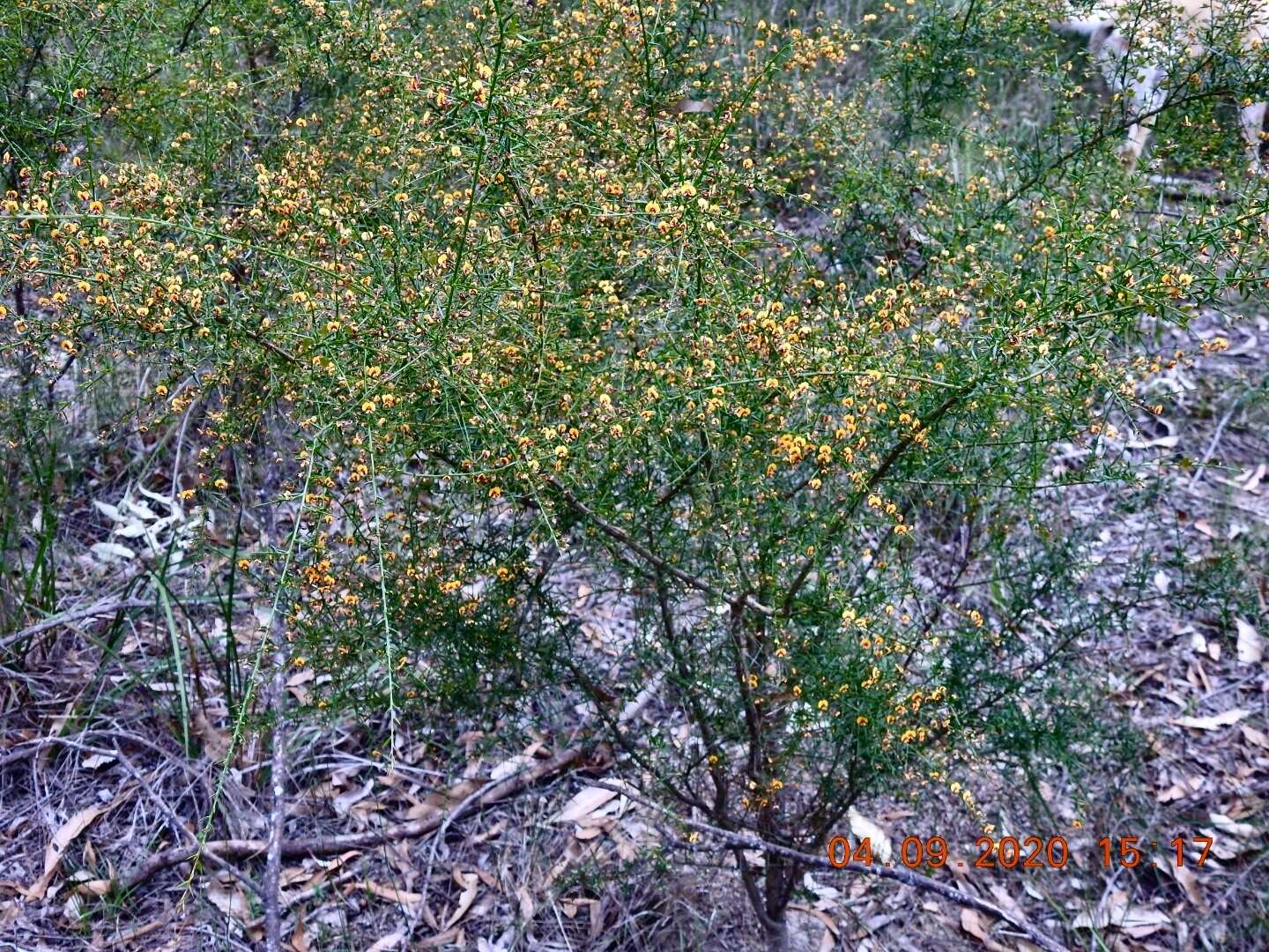 Image of Daviesia genistifolia Benth.