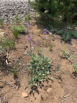 Image of blueleaf beardtongue