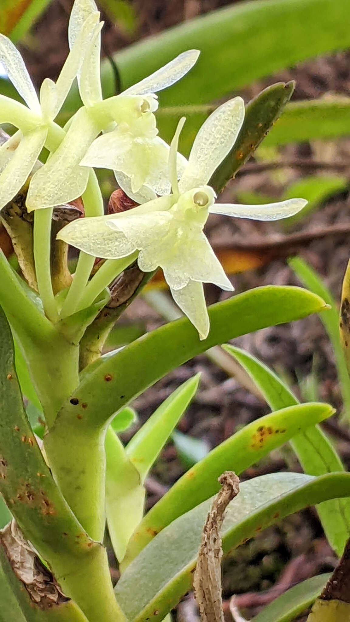 Image of Epidendrum difforme Jacq.