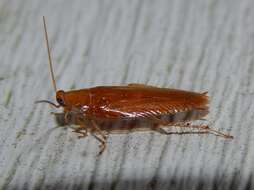 Image of Small Yellow Texas Cockroach