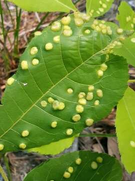 Image of Phylloxera caryaefallax Riley & C. V. 1874