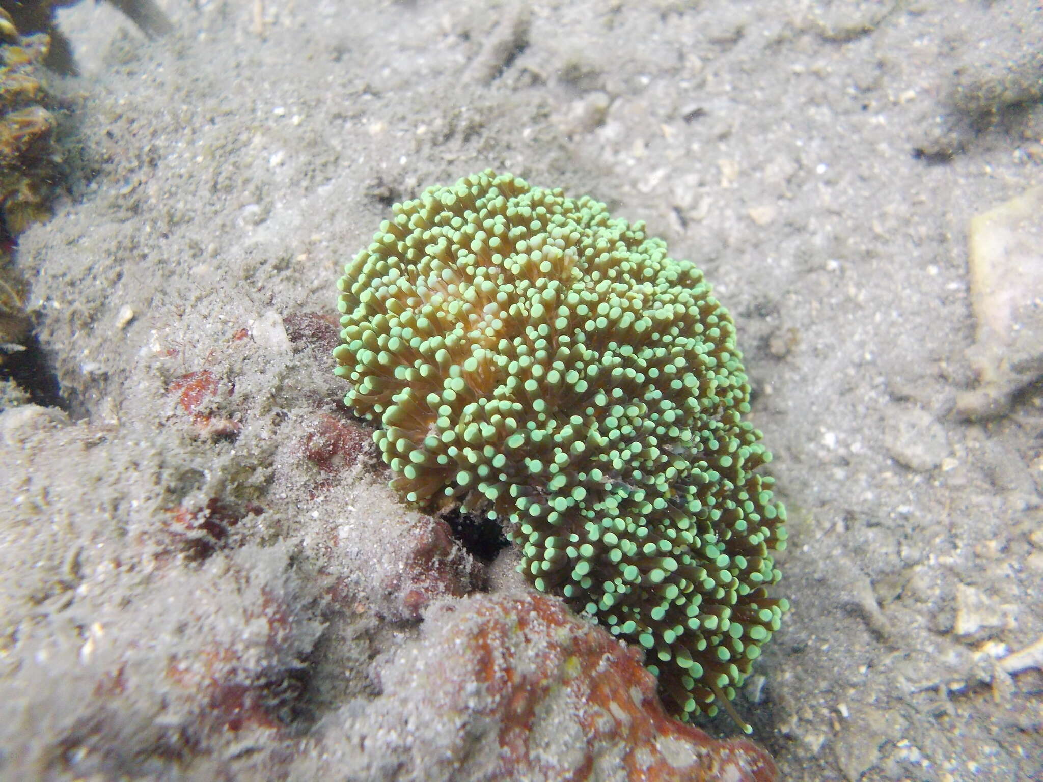 Imagem de Euphyllia cristata Chevalier 1971