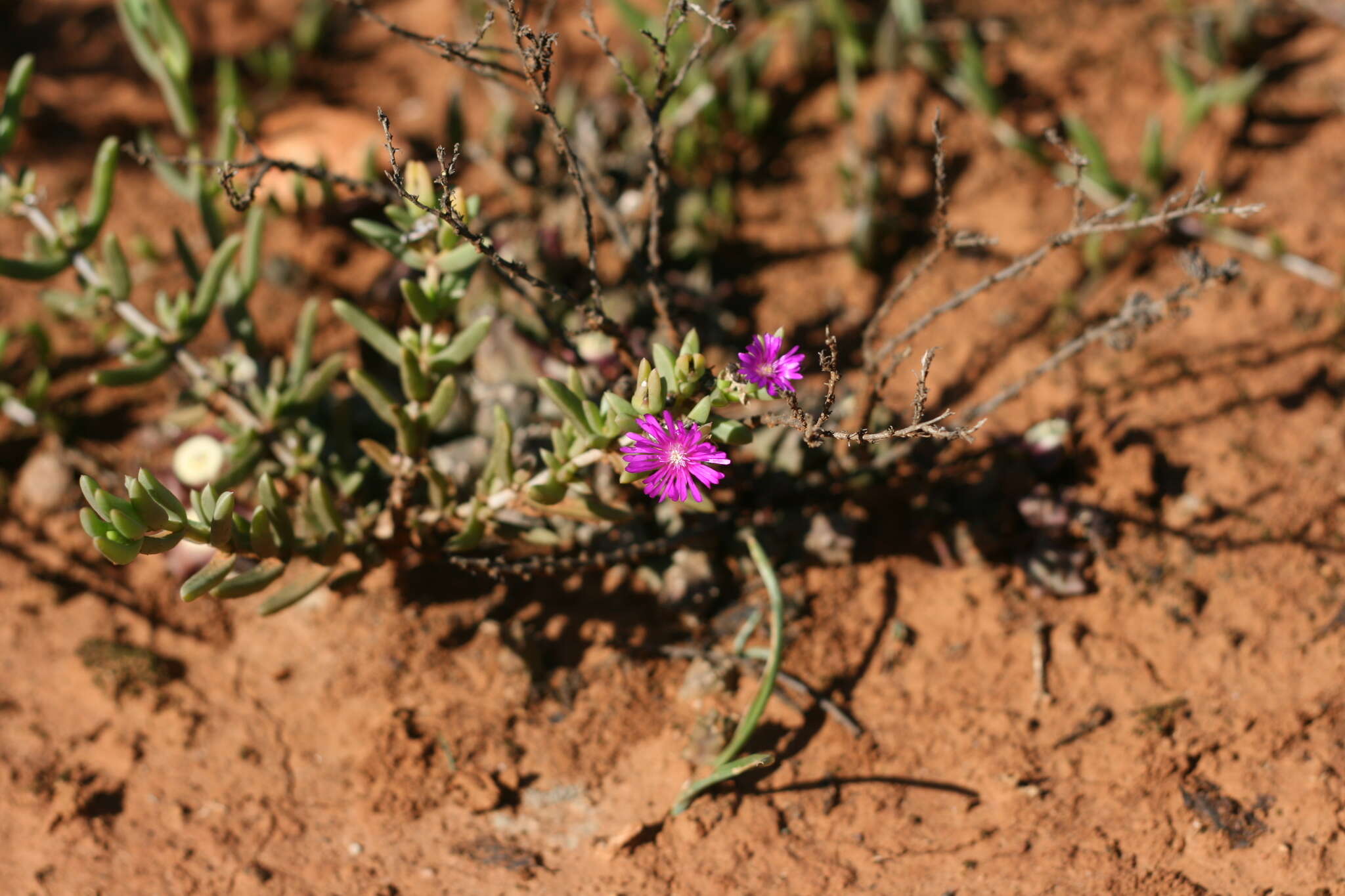 Imagem de Delosperma vernicolor L. Bol.