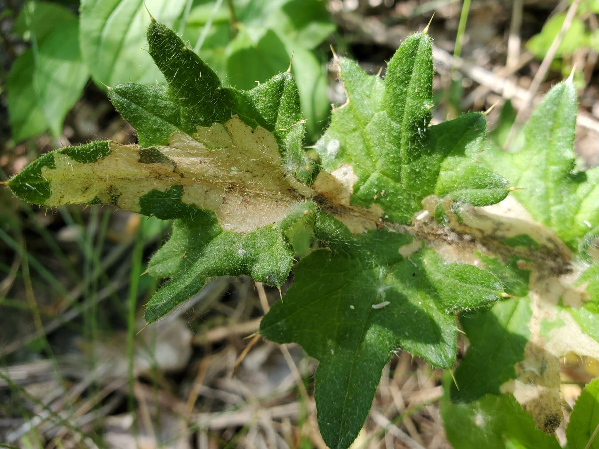 Image of Scrobipalpa acuminatella Sircom 1850