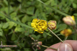 Oxalis pes-caprae L. resmi