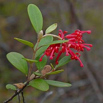 Image of Grevillea parvula W. Molyneux & V. Stajsic