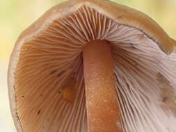 Image of Psilocybe subcaerulipes Hongo 1958