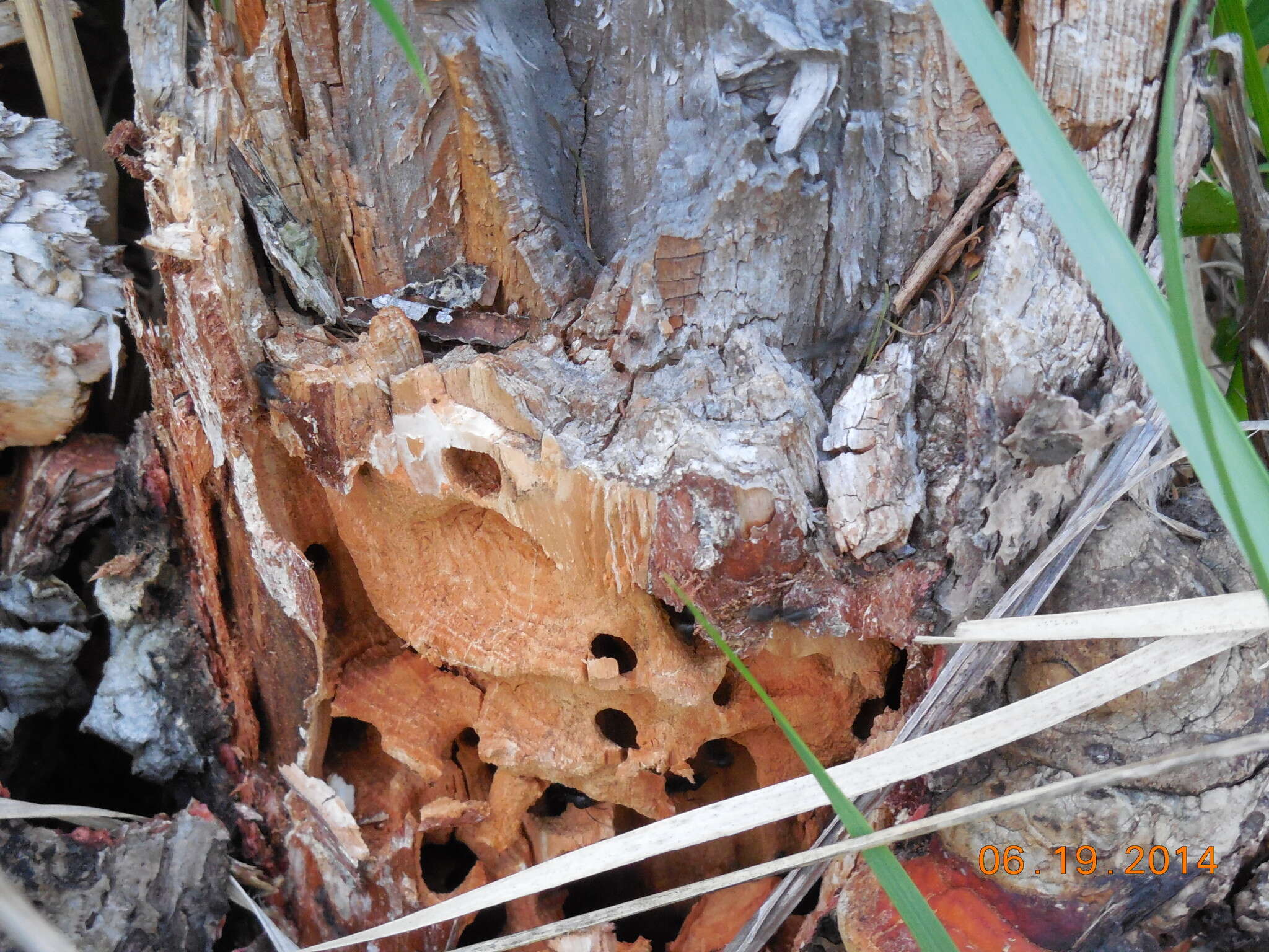 Plancia ëd Camponotus saxatilis Ruzsky 1895