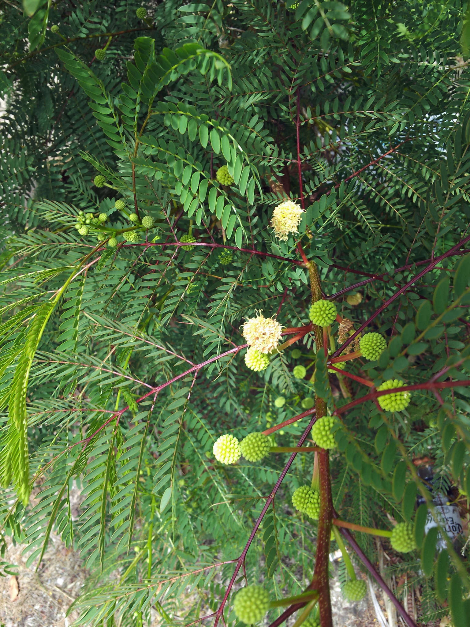 Image of white leadtree