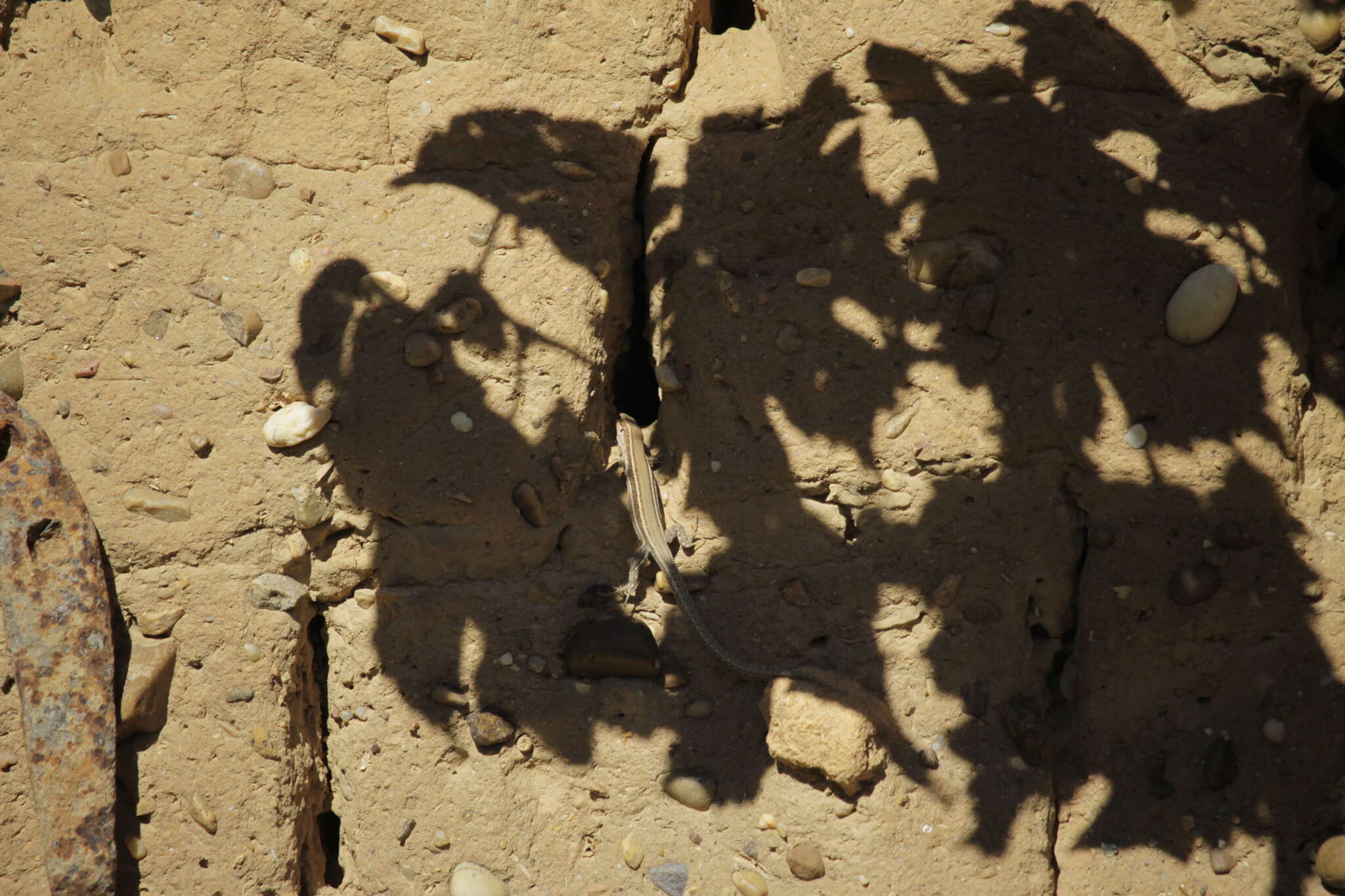 Image of Columbretes Wall Lizard