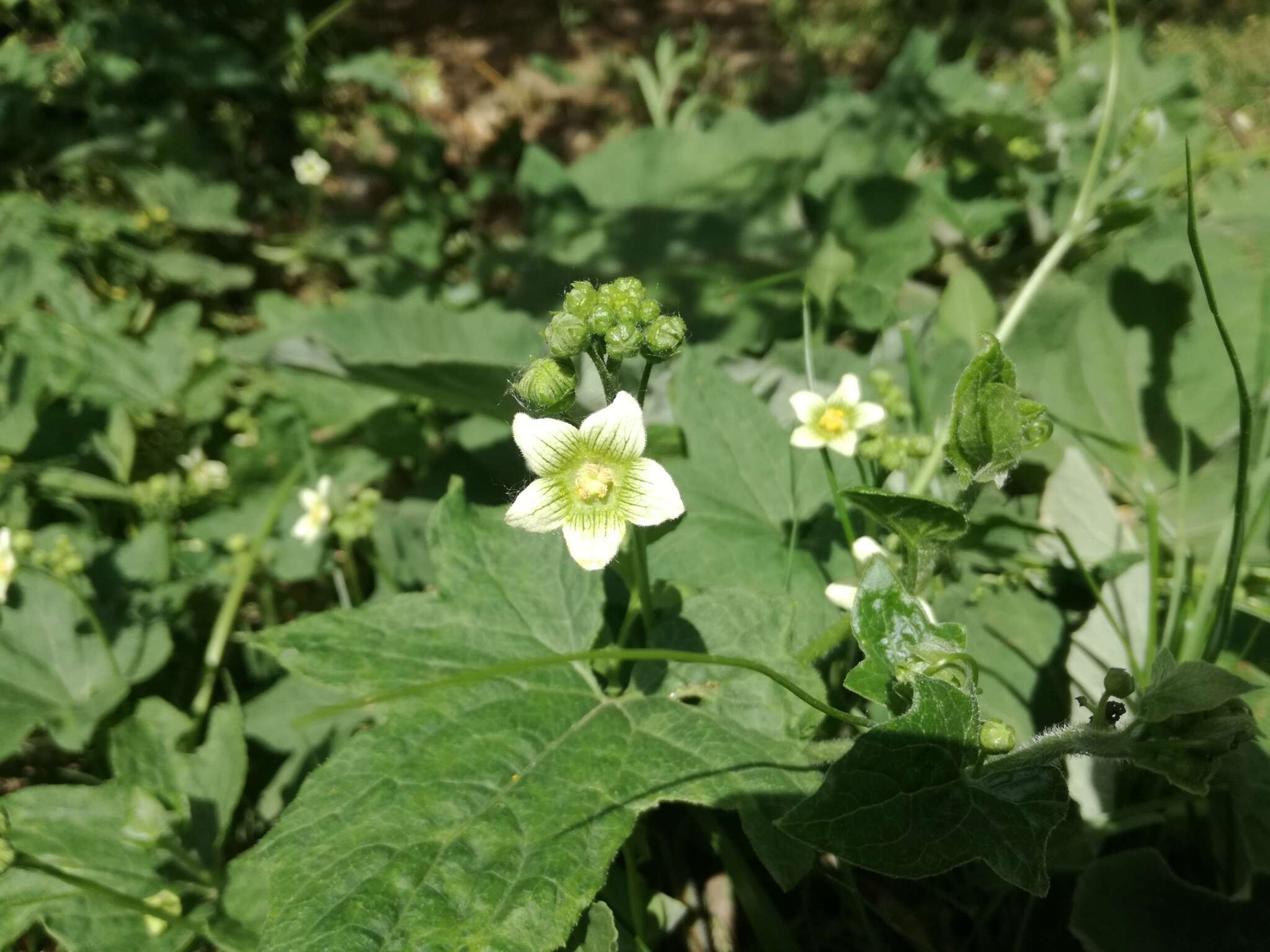 Image of white bryony