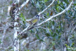 صورة Melidectes belfordi (De Vis 1890)