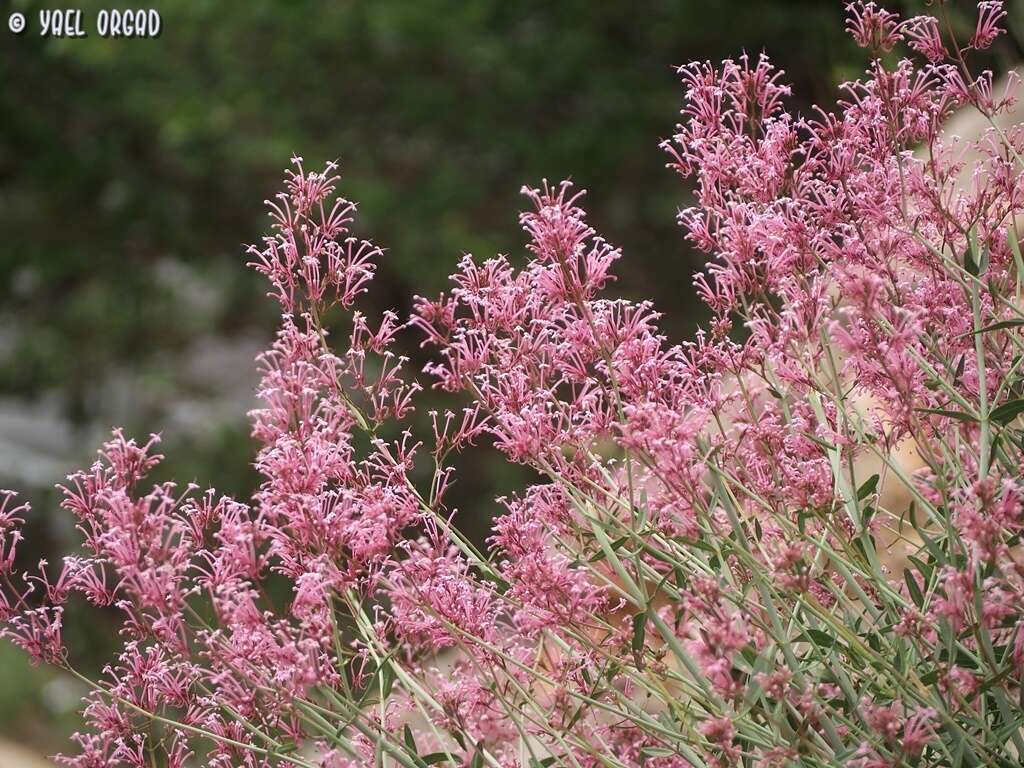 Image of Centranthus longiflorus Stev.